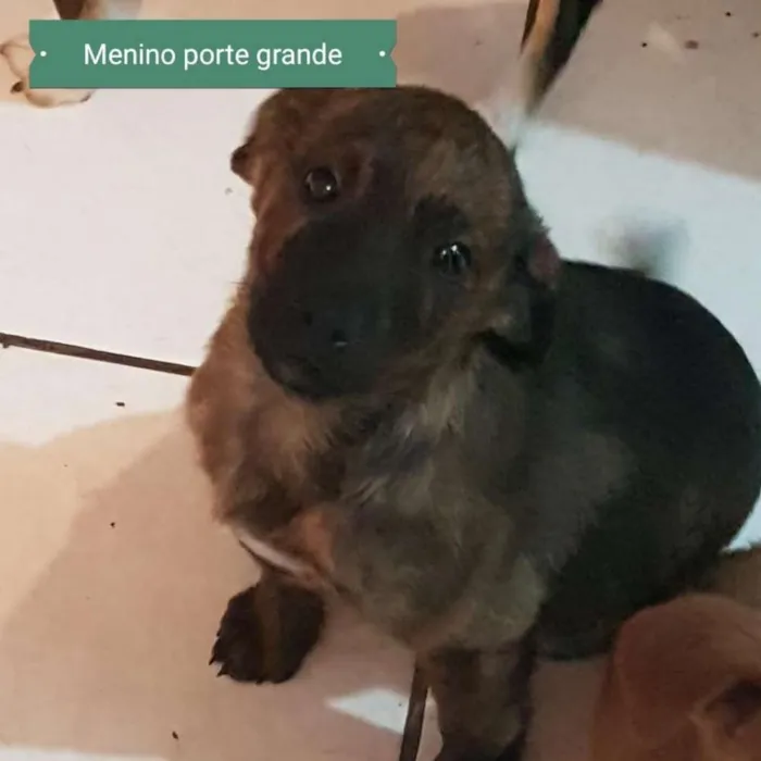 Cachorro ra a Srd idade 2 a 6 meses nome Rafael