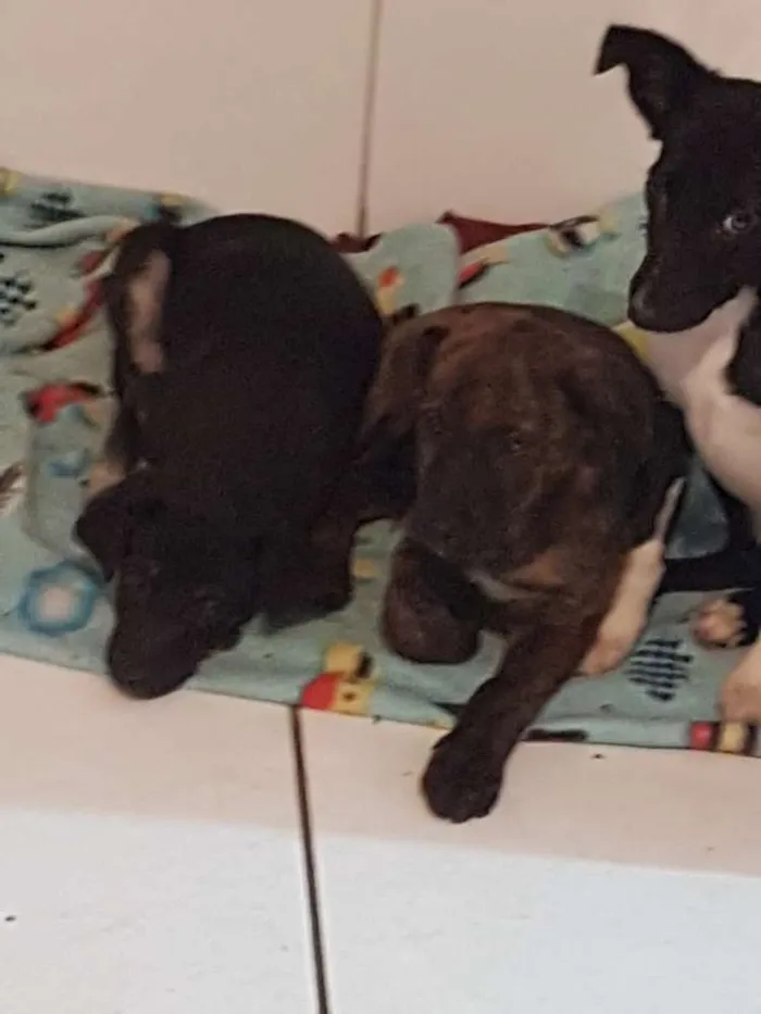 Cachorro ra a Srd idade 2 a 6 meses nome Rafael