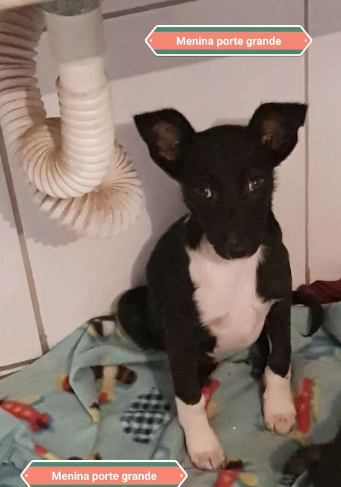 Cachorro ra a Srd idade 2 a 6 meses nome Lili