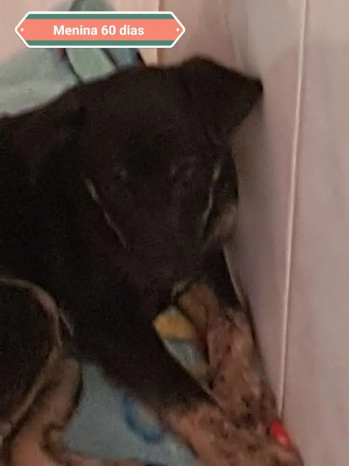 Cachorro ra a Srd idade 2 a 6 meses nome Lili