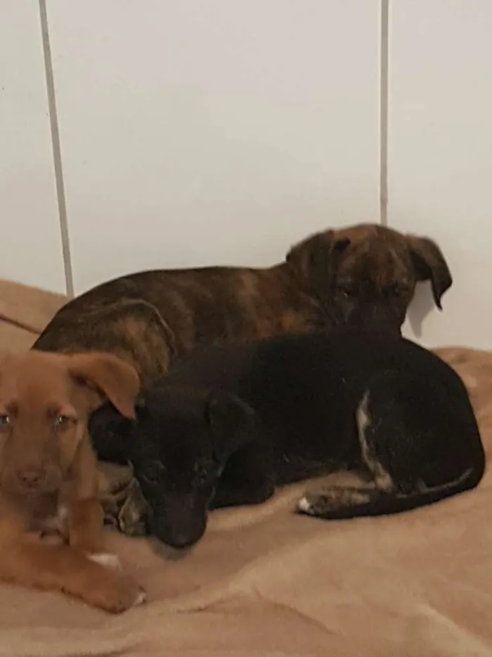 Cachorro ra a Srd idade 2 a 6 meses nome Lili