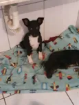 Lili