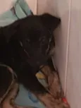Lili