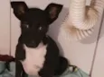 Lili