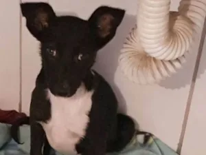 Cachorro raça Srd idade 2 a 6 meses nome Lili