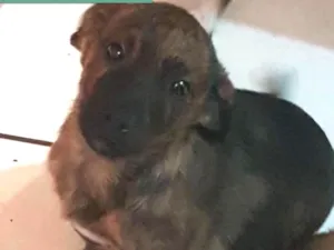 Cachorro raça Srd idade 2 a 6 meses nome Rafael
