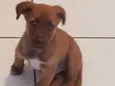 Bb