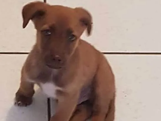 Cachorro ra a Srd idade 2 a 6 meses nome Bb