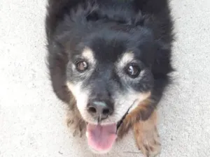 Cachorro raça Mix pequinês, Chihuahua long H idade  nome Toquinho