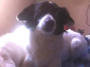 Cachorro raça SRD idade 5 anos nome Loba