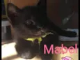 Mabel