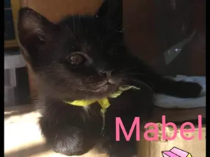 Gato raça Srd idade Abaixo de 2 meses nome Mabel