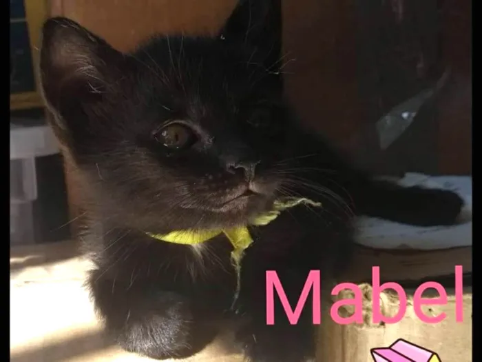 Gato ra a Srd idade Abaixo de 2 meses nome Mabel