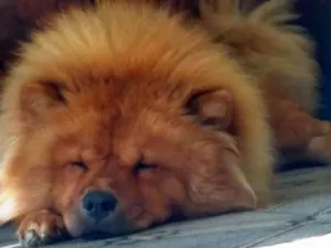 Cachorro raça Chow chow idade 2 anos nome Leona