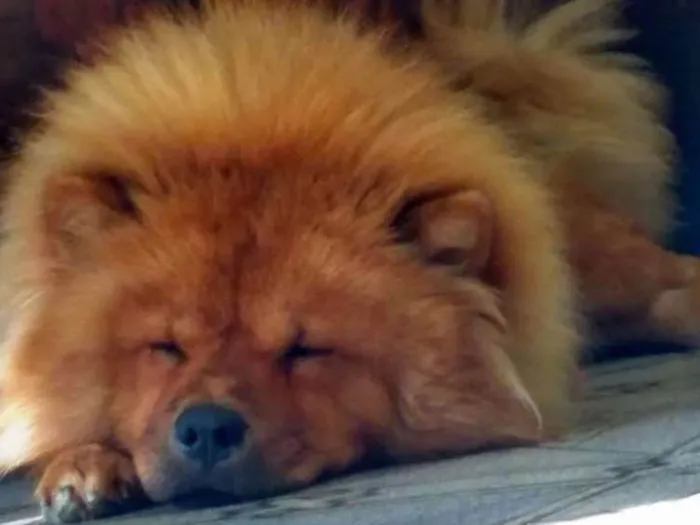 Cachorro ra a Chow chow idade 2 anos nome Leona