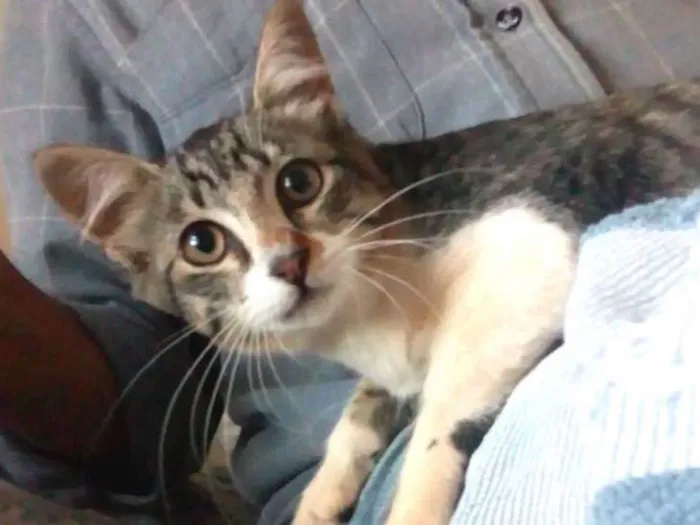 Gato ra a SRD idade 2 a 6 meses nome Radinha