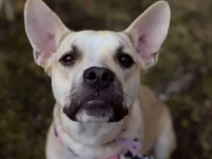 Cachorro raça Raça mista idade 1 ano nome Marie Curie