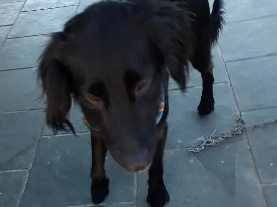 Cachorro ra a Srd idade 1 ano nome Sem nome