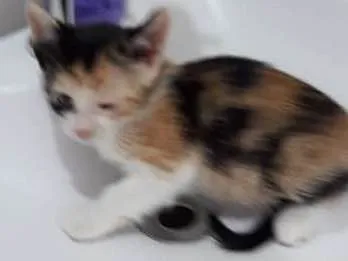 Gato ra a  idade Abaixo de 2 meses nome ana e ARETA