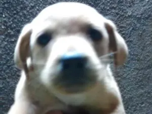 Cachorro raça Vira lata  idade Abaixo de 2 meses nome Sem nome