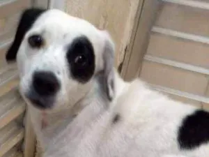 Cachorro raça SRD idade 3 anos nome Kika