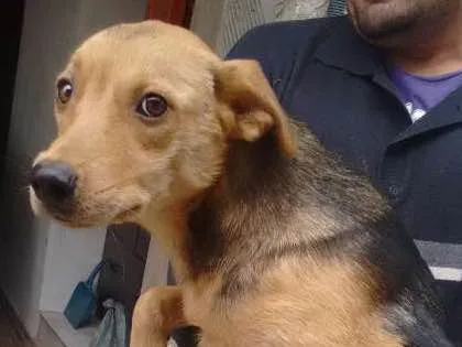 Cachorro ra a Vira lata idade 7 a 11 meses nome Sem nome