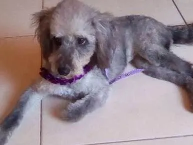 Gato ra a poodle idade  nome sem nome