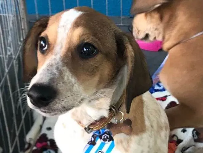 Cachorro ra a SRD idade 2 a 6 meses nome Jac
