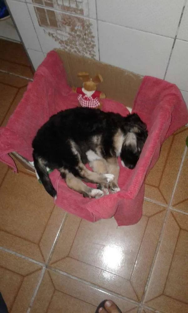 Cachorro ra a Vira lata idade Abaixo de 2 meses nome Ohana