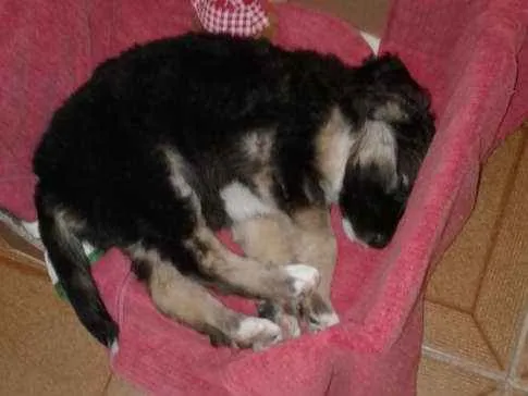 Cachorro ra a Vira lata idade Abaixo de 2 meses nome Ohana