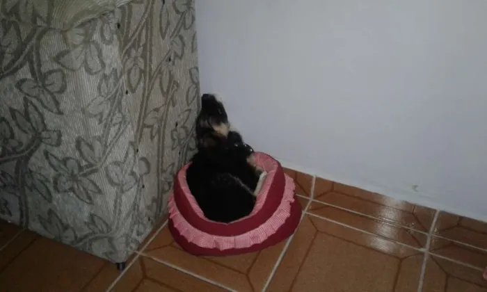 Cachorro ra a Vira lata idade Abaixo de 2 meses nome Ohana