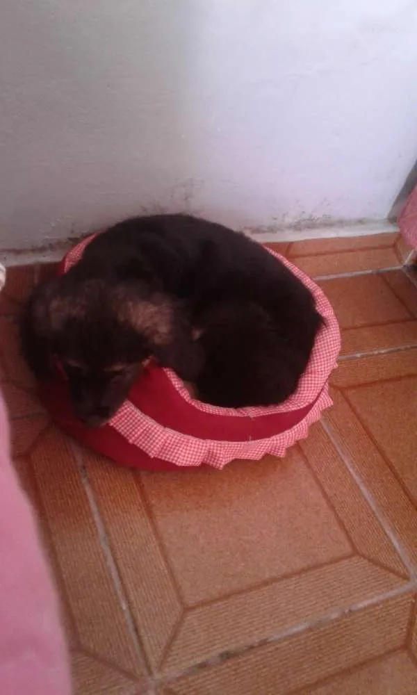 Cachorro ra a Vira lata idade Abaixo de 2 meses nome Ohana