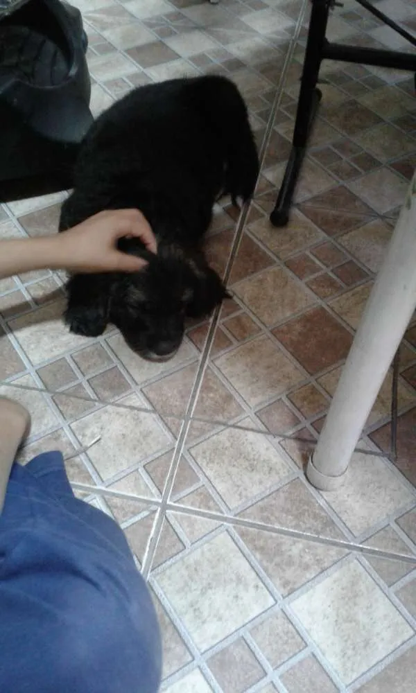 Cachorro ra a Vira lata idade Abaixo de 2 meses nome Ohana