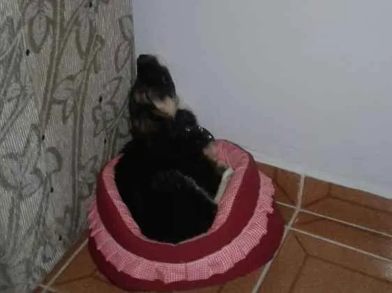 Cachorro ra a Vira lata idade Abaixo de 2 meses nome Ohana