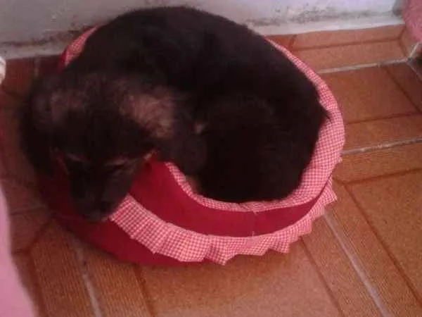 Cachorro ra a Vira lata idade Abaixo de 2 meses nome Ohana