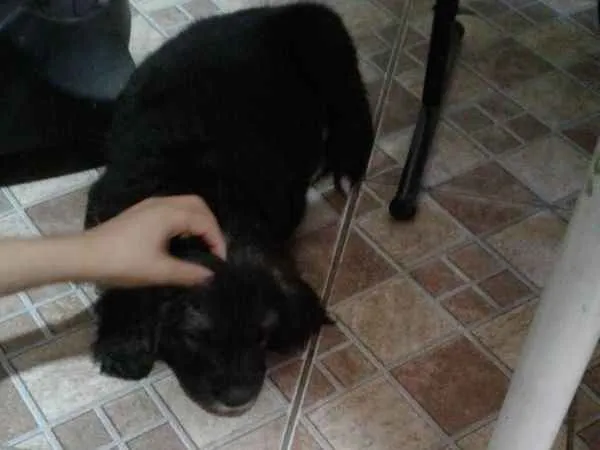 Cachorro ra a Vira lata idade Abaixo de 2 meses nome Ohana