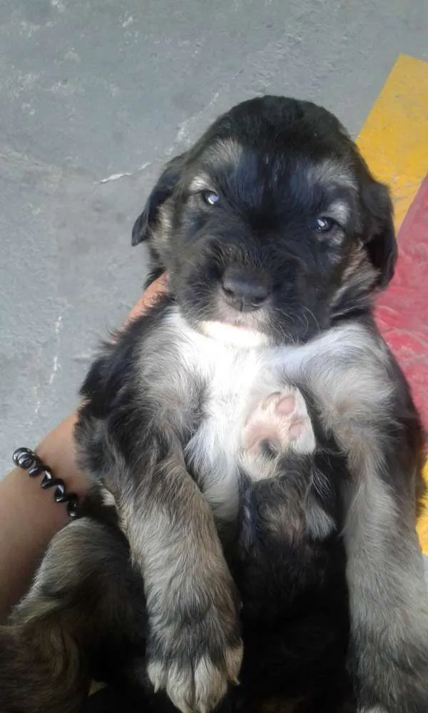 Cachorro ra a Vira lata idade Abaixo de 2 meses nome Ohana