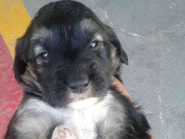 Cachorro ra a Vira lata idade Abaixo de 2 meses nome Ohana