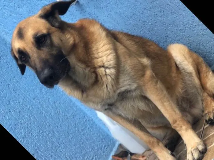 Cachorro ra a Pastor alemão  idade 5 anos nome Mike