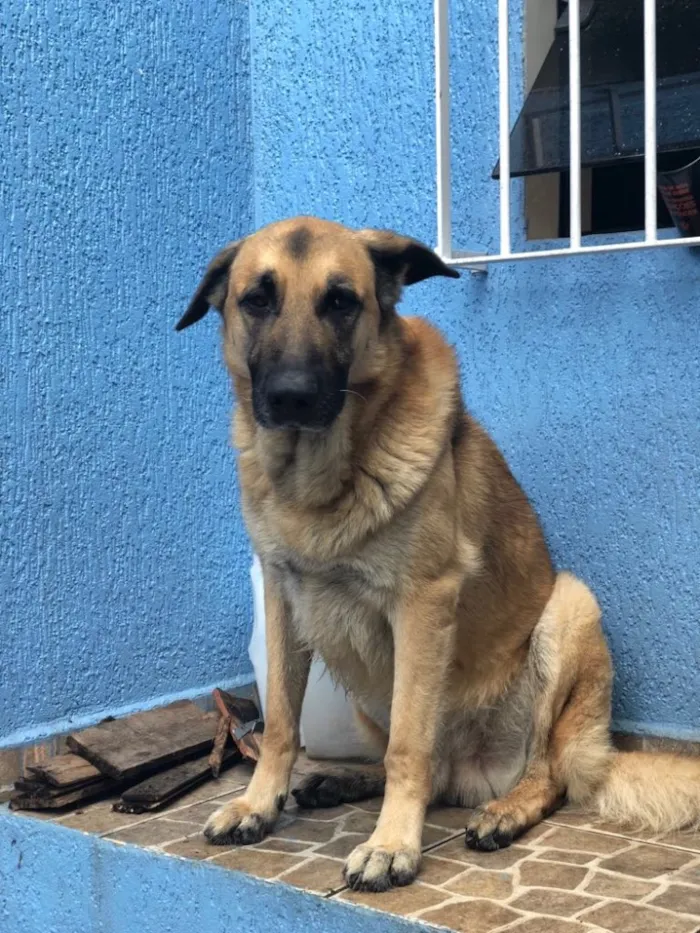 Cachorro ra a Pastor alemão  idade 5 anos nome Mike