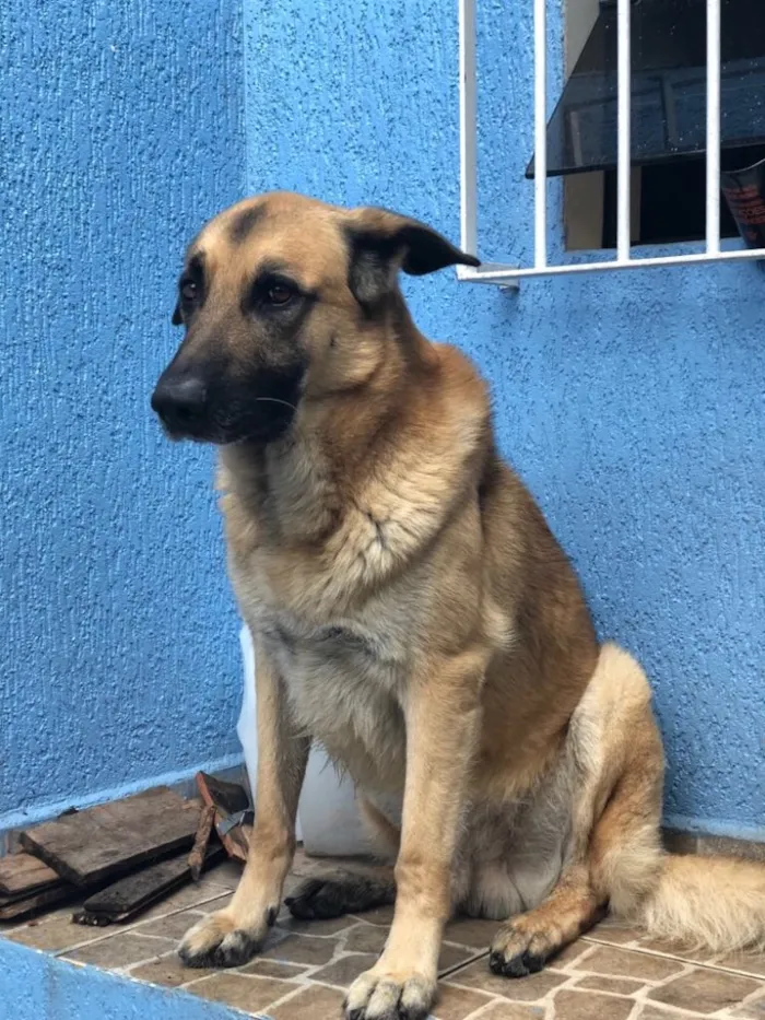 Cachorro ra a Pastor alemão  idade 5 anos nome Mike