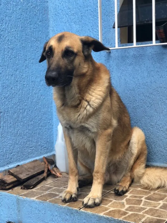 Cachorro ra a Pastor alemão  idade 5 anos nome Mike