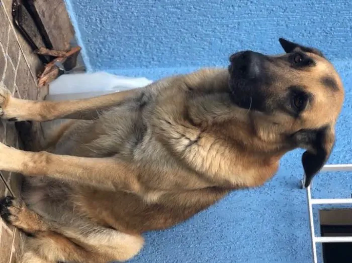 Cachorro ra a Pastor alemão  idade 5 anos nome Mike