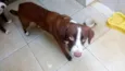 Lua