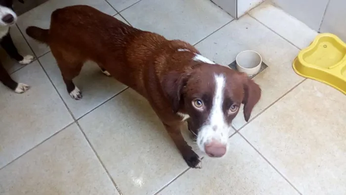 Cachorro ra a vira lata idade 1 ano nome Lua