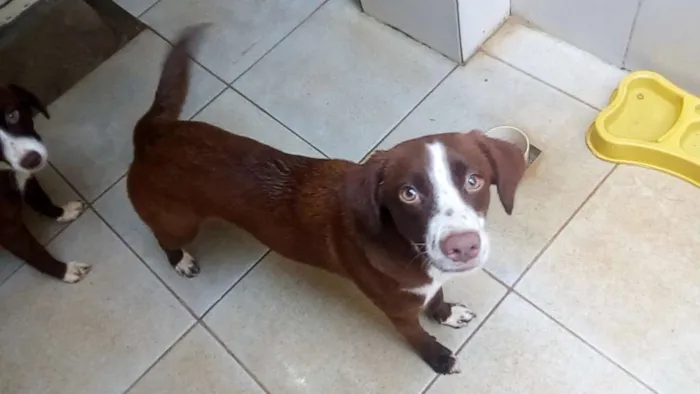 Cachorro ra a vira lata idade 1 ano nome Lua