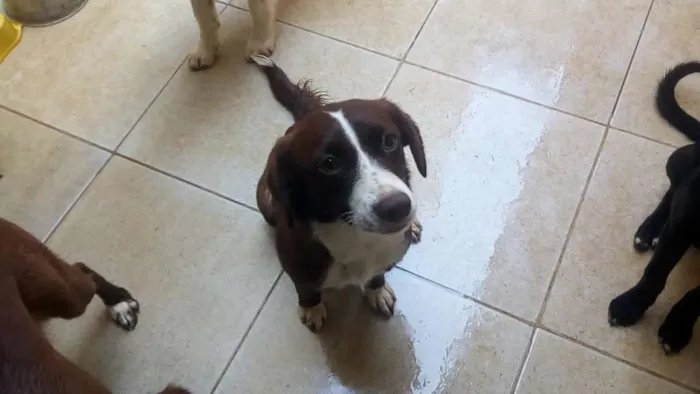 Cachorro ra a Vira lata idade 1 ano nome Estrela