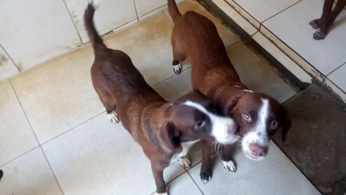 Cachorro ra a Vira lata idade 1 ano nome Estrela