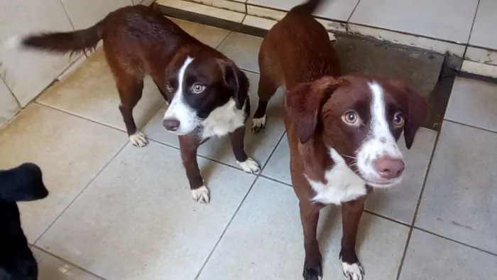 Cachorro ra a Vira lata idade 1 ano nome Estrela