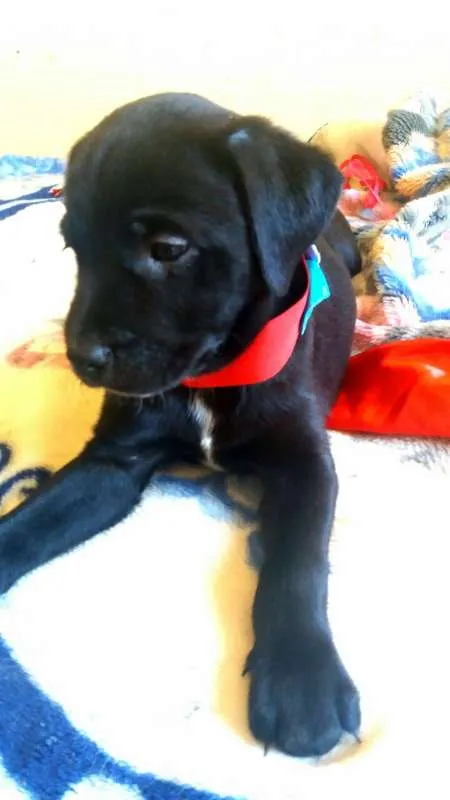 Cachorro ra a Mix labrador idade Abaixo de 2 meses nome Filhotinhos